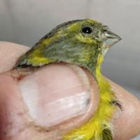Verzellino anellato