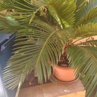 Cycas revoluta