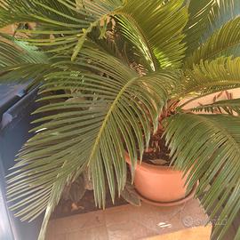 Cycas revoluta