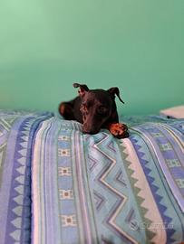 Pinscher per accoppiamento