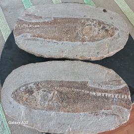 pesce fossile