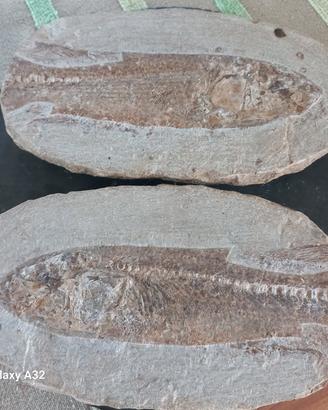 pesce fossile