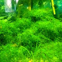 Porzione 15x15 muschio di giava (java moss)