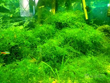 Porzione 15x15 muschio di giava (java moss)