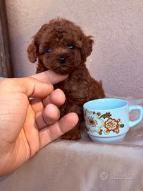 Cucciola Barboncino Tea Cup Mini Toy Red Dark asia