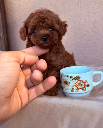 Cucciola Barboncino Tea Cup Mini Toy Red Dark asia