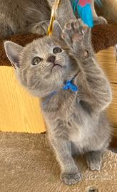 Cuccioli di certosino con pedigree