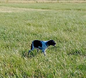 Cane da caccia
