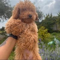 Cucciolo maschio barboncino nano