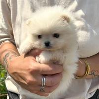 Spitz pomerania mini toy