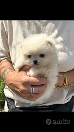 Spitz pomerania mini toy