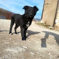 Simil Pastore della Lessinia e del Lagorai