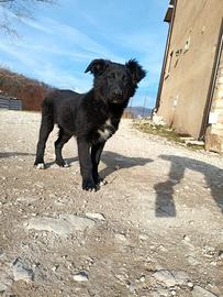 Simil Pastore della Lessinia e del Lagorai