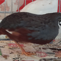 Quaglie cinesi