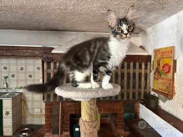 Cuccioli Maine coon