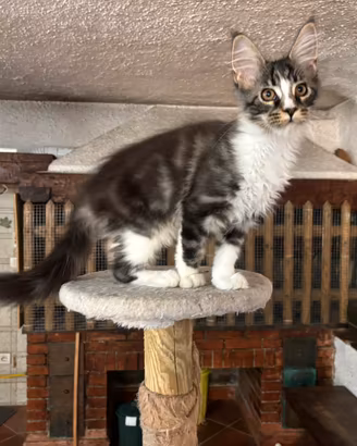 Cuccioli Maine coon