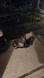 Gattine sterilizzate