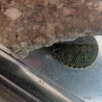 Tartarughe d'acqua pseudemys