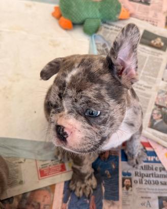 Bulldog f. blu merle