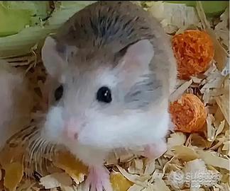 Criceti roborosky