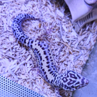 Eublepharis macularius