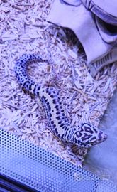 Eublepharis macularius