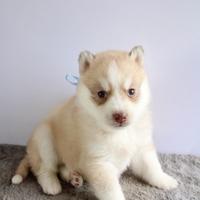 Siberian Husky con pedigree enci