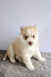 Siberian Husky con pedigree enci