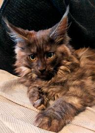 Maine Coon