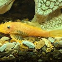 Coppia ancistrus gold