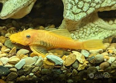 Coppia ancistrus gold
