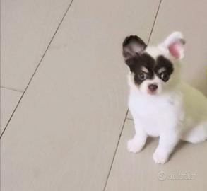 Chihuahua maschietto