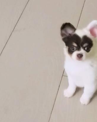 Chihuahua maschietto