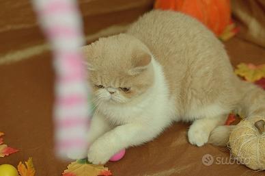 Cucciolo Crema e Bianco di gatti Exotic Shorthair 
