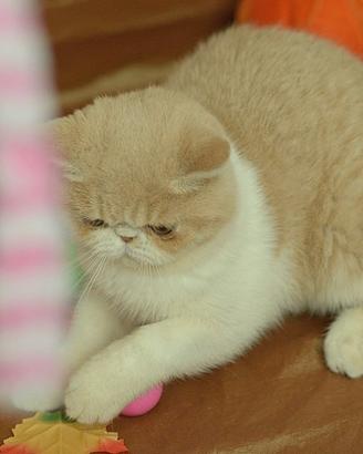 Cucciolo Crema e Bianco di gatti Exotic Shorthair 