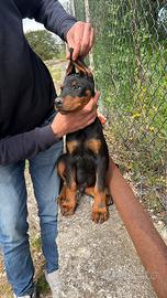 Cucciolo di dobermann