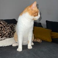 Gatto arancione