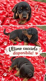  bassotto