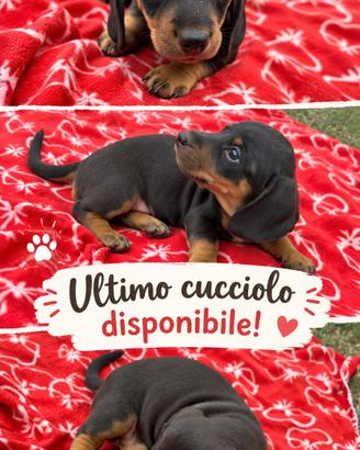  bassotto