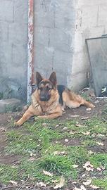 Cuccioli pastore tedesco