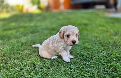 Maltipoo cuccioli
