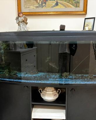 Acquario
