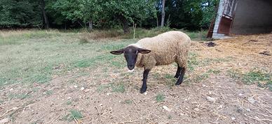 Giovane pecore incrocio sullolk. Agnello suffolk