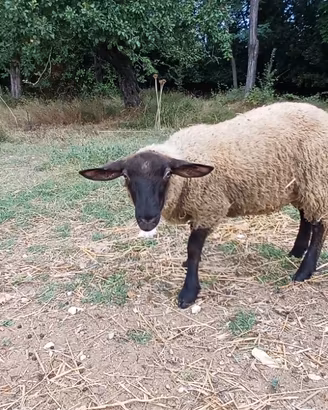 Giovane pecore incrocio sullolk. Agnello suffolk