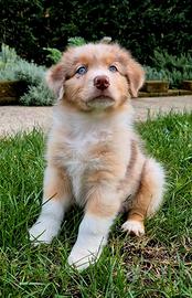 Cucciola red merle nbt pedigree enci