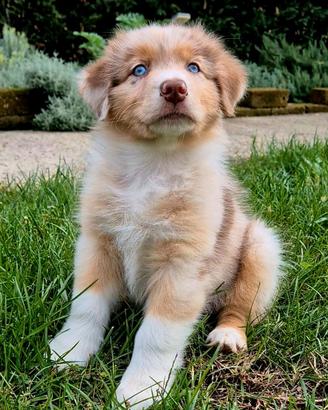 Cuccioli red merle nbt pedigree enci
