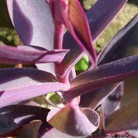 Tradescantia pallida
