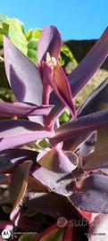 Tradescantia pallida