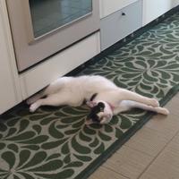 Gattina sterilizzata