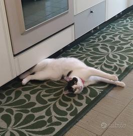 Gattina sterilizzata